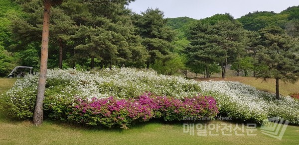 [오늘날씨] 8일 낮 초여름 날씨가 이어질 것으로 보이는 가운데 경기도 한 골프장에 봄꽃이 화사하게 피어 있다.(김혜연 기자)