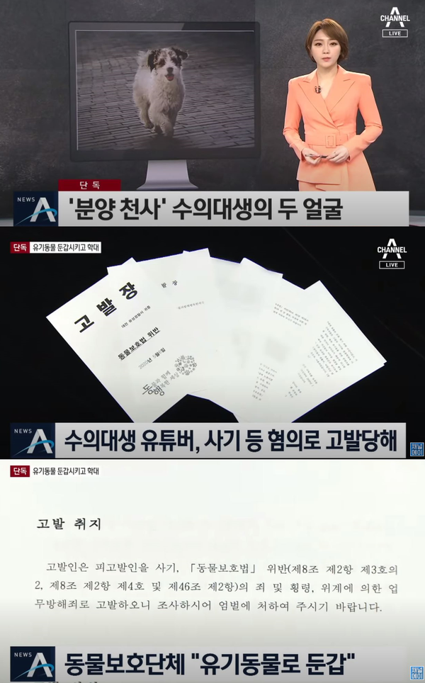 유튜버 갑수목장은 동물학대 의혹에 대해 사실이 아니라고 부인했다.(사진=채널A 뉴스A 영상 캡처)