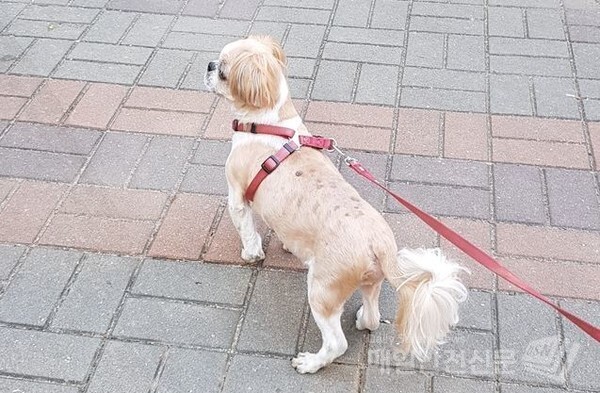 지난해 구조된 유실·유기동물은 13만여마리로 2018년 대비 약 12% 증가한 것으로 나타났다.(사진=매일안전신문 DB)