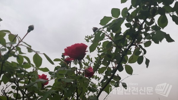 [오늘날씨]15일 금요일 새벽부터 주말인 토요일 아침까지 전국에 비가 오겠다. 수도권인 서울과 인천, 경기도, 서해5도는 14일 밤 현재 흐린 가운데 안성과 평택 등 경기 남부에서 빗방울이 떨어지는 곳이 있다.  /신윤희 기자
