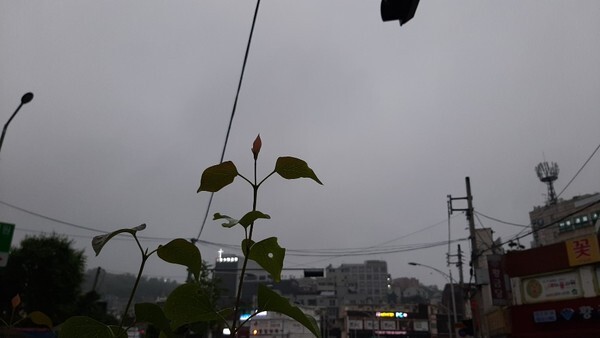 [오늘날씨 내일날씨 주간날씨] 오늘부터 모레까지 서해안과 남해안에 짙은 안개가 낀다.(사진 김혜연 기자)