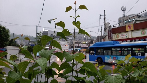 [오늘날씨 내일날씨 주간날씨] 16일 오전 9시까지 예상 강수량은 강원영서와 경남에서 5mm 미안이다. (사진 김혜연 기자)