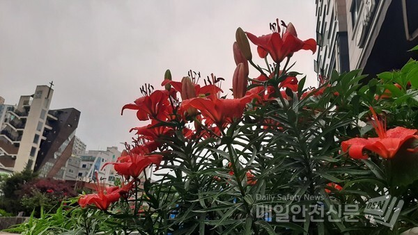 [내일날씨] 오늘 날씨는 비가 내린 가운데 현재 소강상태를 보이고 있다. 비 구름대가 다시 발달하면서 저녁에 다시 중부지방에서 시작해 내일 새벽까지 이어지겠다.  /신윤희 기자