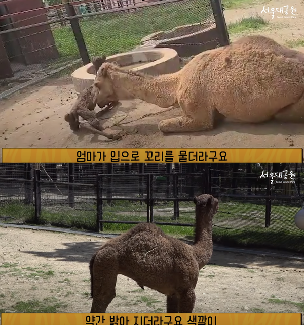 아기낙타 '거봉'이 서울대공원에서 태어났다.(사진=서울대공원 유튜브 채널 영상 캡처)