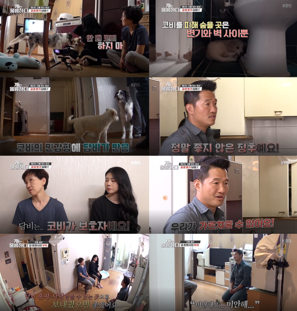'개는 훌륭하다' 코비 편에서 강형욱이 사상 최초 훈련을 중단하고 다른사람에게 입양보낼 것을 권유했다.(사진=KBS '개는 훌륭하다' 방송 영상 캡처)