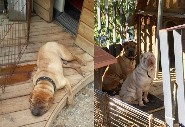 지드래곤이 반려견 '가호'와 '졸리'를 방치한다는 논란에 휩싸였다.(사진=온라인 커뮤니티 캡처)