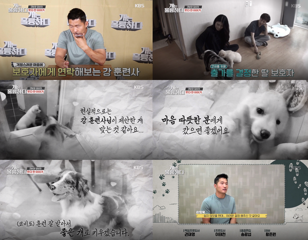 '개는 훌륭하다'에서 보더콜리 코비, 담비 뒷이야기가 공개됐다.(사진=KBS 2TV '개는 훌륭하다' 방송 캡처)