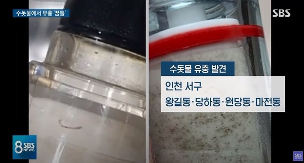인천시가 서구에서 발견된 유충이 공촌 정수장와 연결된 배수지 2곳에서 발견됐다고 밝혔다.(사진=SBS News 영상 캡처)