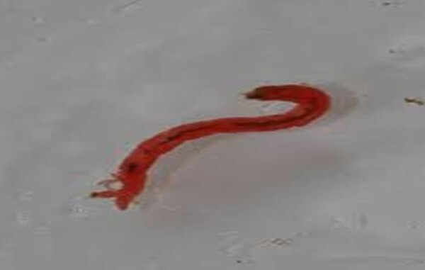 수돗물 유충이 인천에 이어 서울과 부산에서도 발견됐다는 민원이 접수됐다. 사진은 깔따구 유충(환경부 제공)