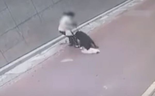 대형맹견 로트와일러가 소형견 스피츠를 물어 죽이는 사고가 발생했다.(사진=연합뉴스TV 보도영상 캡처)