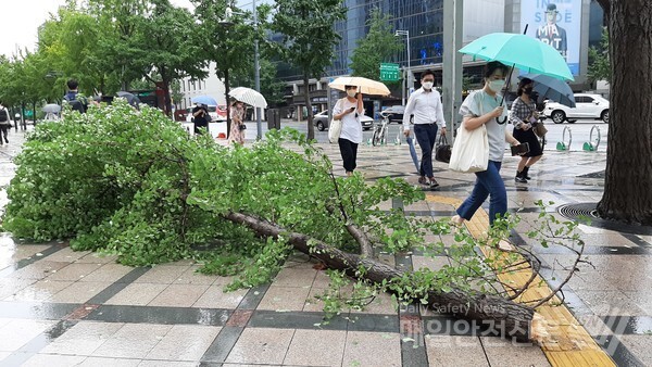 3일 태풍 마이삭에 따른 강풍으로 서울 광화문 가로수에서 부러져 나와 처리한 나뭇가지가 보도블록에 그대로 놓여 있다. /신윤희 기자