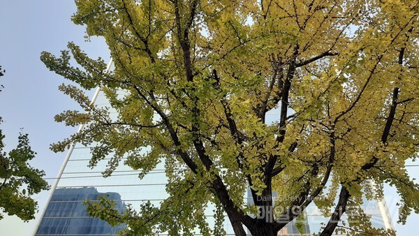 완연한 가을 날씨를 보임에 따라 서울 도심에 가로수로 심어진 은행나무에도 초록빛이 점차 노랗게 변해가고 있다. /신윤희 기자