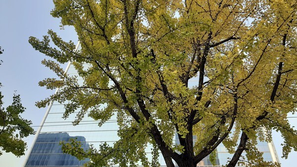 23일 서울 아침기온이 4도까지 떨어지는 등 겨울 날씨를 보일 것으로 예상되는 가운데 22일 서울 시내 가로수로 심어진 은행나무는 미처 단풍이 다 들지 못한 모습이다. /신윤희 기자