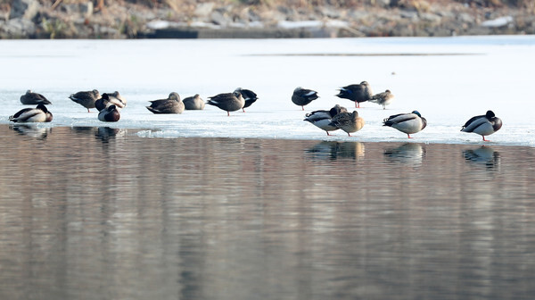 27일 강원 춘천시 공지천의 얼어붙은 강물 위에서 오리 무리가 쉬고 있다. /연합뉴스