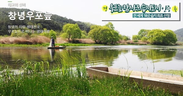 '유퀴즈' 창녕 우포늪이 화제다 (사진, 우포늪 홈페이지 캡처)