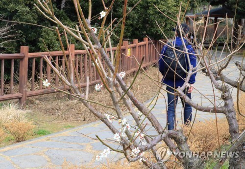 지난 주말 풀려 따스한 날씨가 2일부터 다시 강추위로 돌아서겠다. 사진은 낮 최고기온이 15도를 웃돈 제주지역에서 1월31일 산책길에 매화가 곱게 핀 모습이다. /연합뉴스