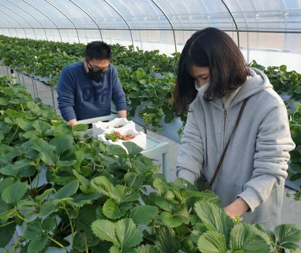 서부발전이 조성한 장애인 치유농장 '산돌팜'에서 첫 수확이 이뤄졌다.(사진=한국서부발전 제공)