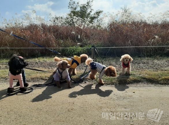 경기도가 취약가구 반려동물 진료 및 돌봄비를 20만원 내에서 지원한다.(사진=매일안전신문 DB)