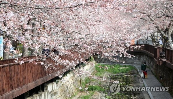 지난 21일 경남 창원시 진해구 여좌천 일대에 벚꽃이 활짝 펴 시선을 끌고 있다. (사진=연합뉴스)