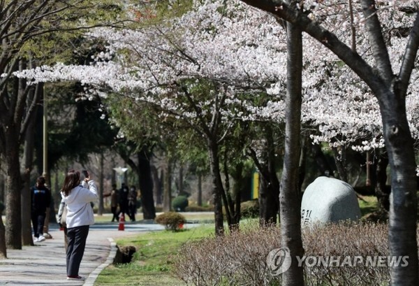 22일 오후 광주 북구 전남대학교 교정에 평년보다 빨리 벚꽃이 개화했다. (사진=연합뉴스)