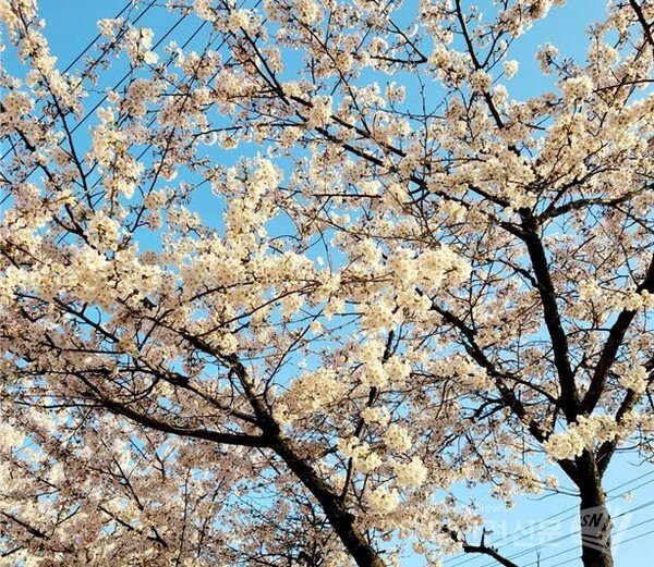 여의도 봄꽃축제가 봄비로 벚꽃의 상당수가 떨어져 이달 8일 조기 종료된다.(사진=강수진 기자)
