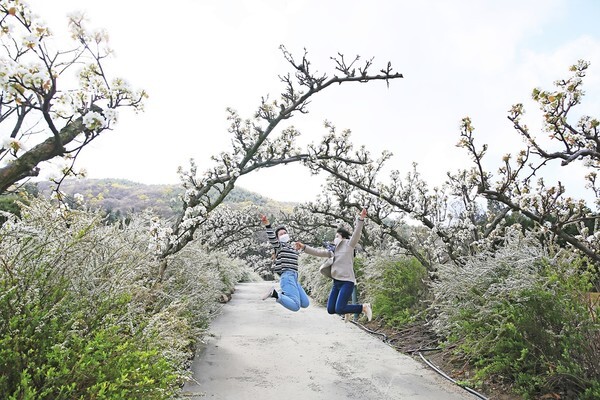 26일 충남 보령시 성주면 무궁화수목원을 찾은 관광객들이 꽃을 활짝 피운 조팝나무 옆에서 펄쩍 뛰어오르고 있다 /연합뉴스