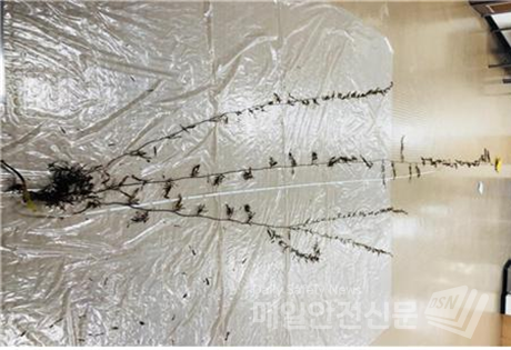 괭생이모자반 개체 사진 (사진, 해양수산부 제공)
