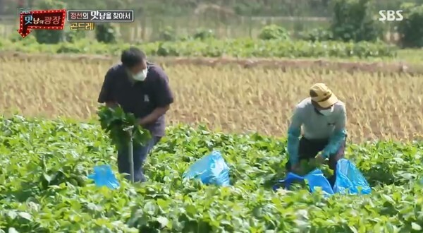 (사진, SBS '맛남의 광장' 캡처)