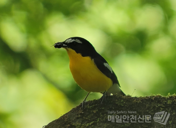 흰눈썹황금새 (사진, 서울시 제공)