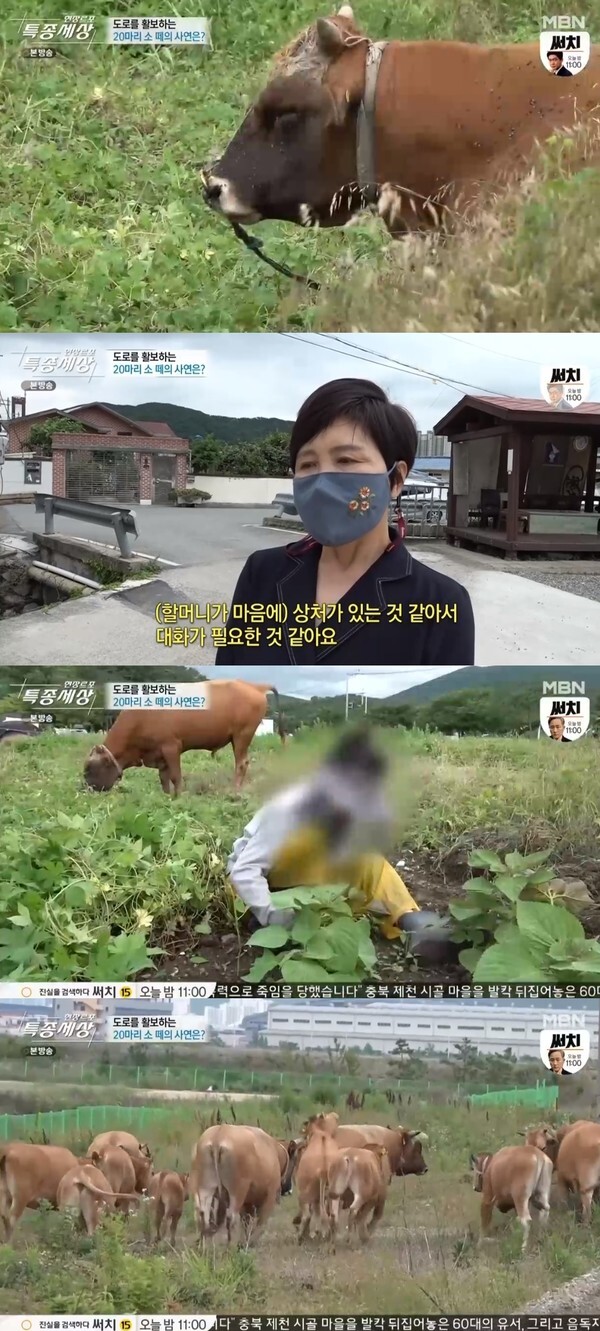 (사진, MBN '현장르포 특종세상' 캡처)