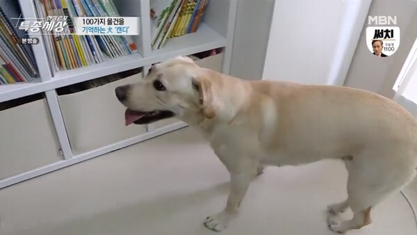 (사진, MBN '현장르포 특종세상' 캡처)