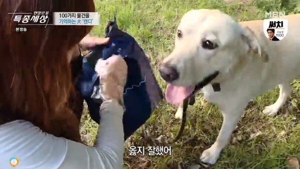 (사진, MBN '현장르포 특종세상' 캡처)