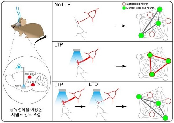 시냅스에 주어지는 자극 강도에 따라 입력되는 뉴런이 달라진다. (사진, KAIST)