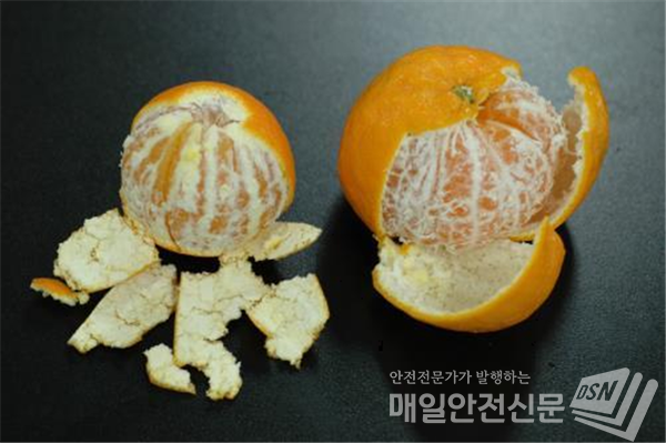 (오른쪽 윈터프린스) 같은 시기 출하하는 만감류(황금향)와 달리 껍질이 잘 벗겨지는 '윈터프린스' (사진 농촌진흥청)
