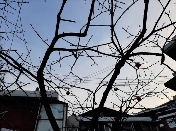 11일 오후 서울 동작구 노량진본동 한 주택가 마당의 감나무가 잎새를 모두 떨군채 까치밥으로 남겨둔 몇 알 열매만 붙들고 겨울을 기다리고 있다. /신윤희 기자 